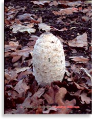 Волосатый навозник – Coprinus comatus