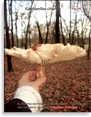 Лисички – Cantharellus cibarius