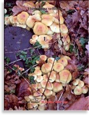 Зимние опята – Flammulina velutipes