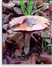 Подосиновик красный – Leccinum scabrum