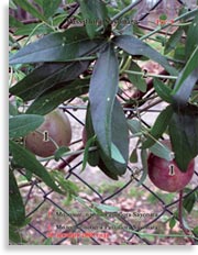 Плоды Passiflora Sayonara