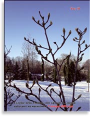 Магнолии-кадук (Magnolia-caduc)