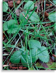 Лесная земляника Fragaria vesca L.