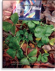 Клубника Fragaria ananassa