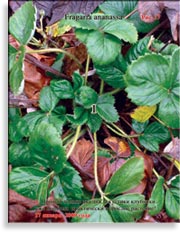 Клубника Fragaria ananassa