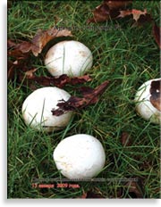 Шампиньоны Agaricus campestris Fr.