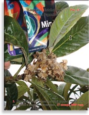 Японская слива Photinia Japonica
