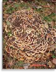 Майтаке Grifola frondosa в январе