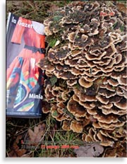 Майтаке Grifola frondosa в январе
