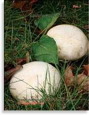 Шампиньоны Agaricus campestris Fr.