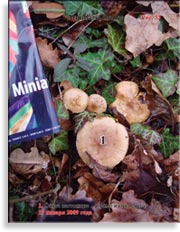 Опята настоящие Armillaria mellea