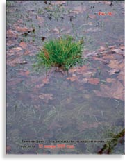 Слишком много воды даже для известняка