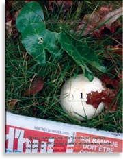 Шампиньоны Agaricus campestris Fr.