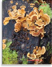 Лисичка ложная Clitocybe aurantiaca