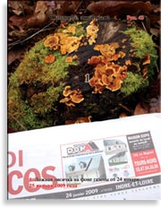 Лисичка ложная Clitocybe aurantiaca