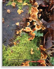 Лисичка ложная Clitocybe aurantiaca