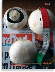 Шампиньоны Agaricus campestris Fr.