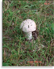 Шампиньоны Agaricus campestris Fr.
