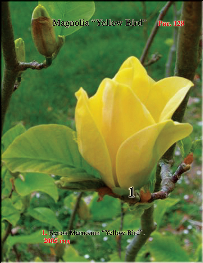 Магнолия «Yellow Bird»