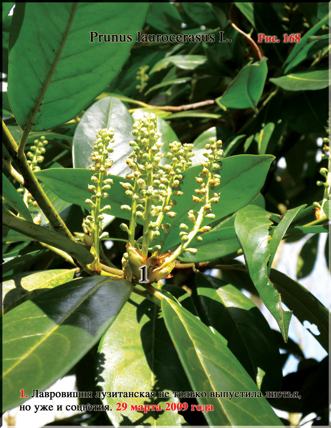Лавровишня лузитанская – Prunus laurocerasus L.