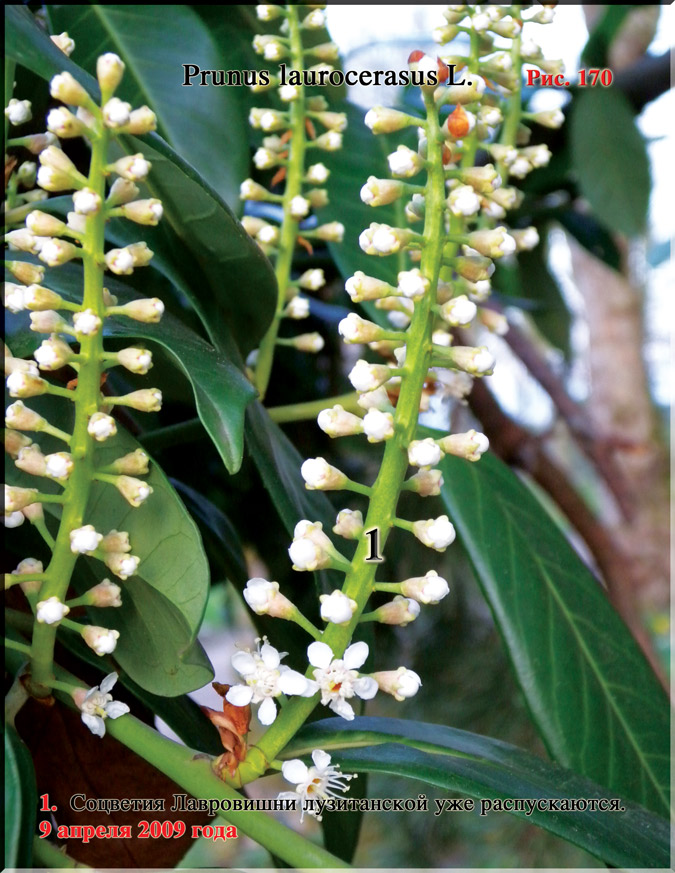 Лавровишня лузитанская – Prunus laurocerasus L.