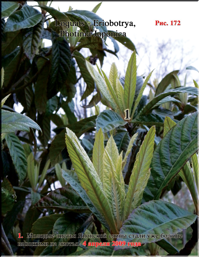 Японская слива – Photinia Japonica