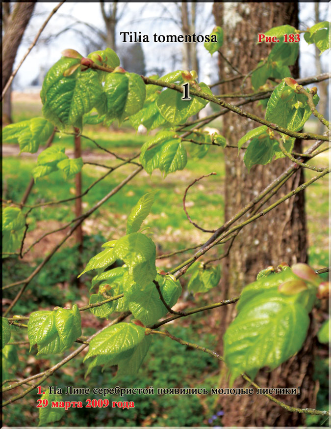 Липа серебристая – Tilia tomentosa
