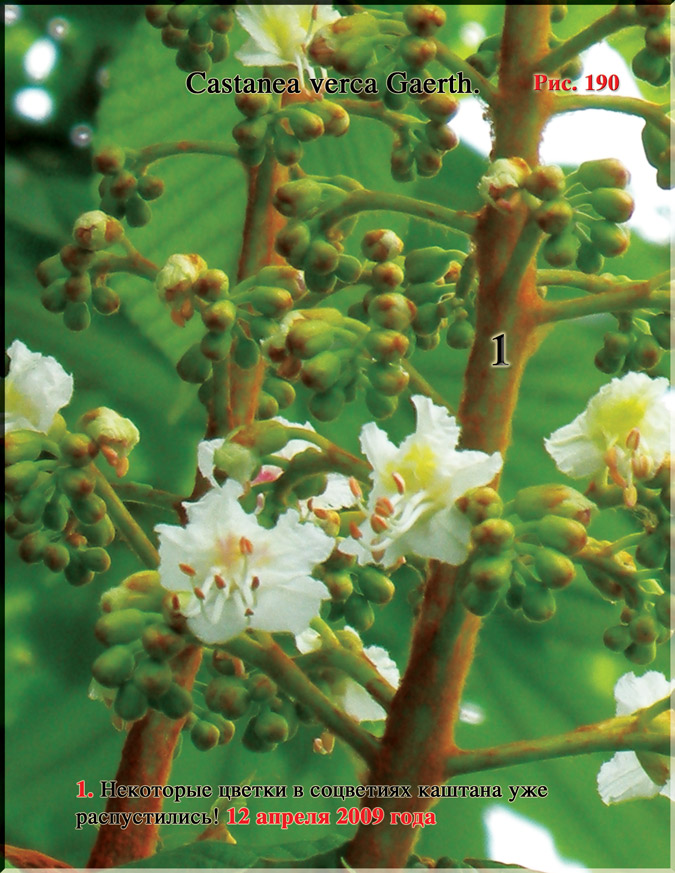 Каштан – Castanea verca Gaerth.