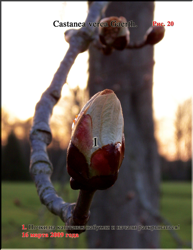 Каштан съедобный – Castanea verca Gaerth.