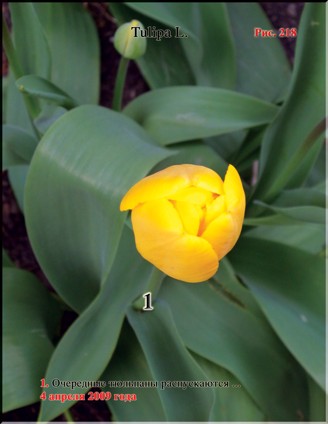 Тюльпаны – Tulipa L.