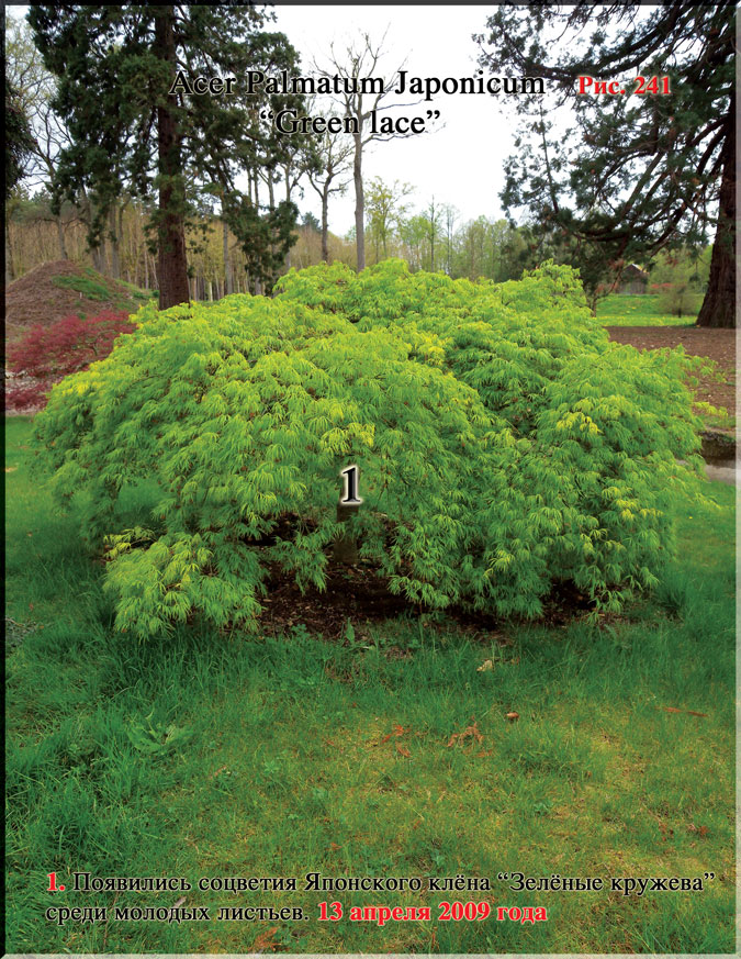 Японский пальчиковый клён «Зелёное кружево» – Acer Palmatum Japonicum «Green lace»