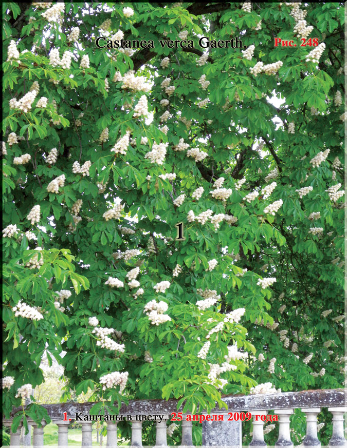 Каштан – Castanea verca Gaerth.
