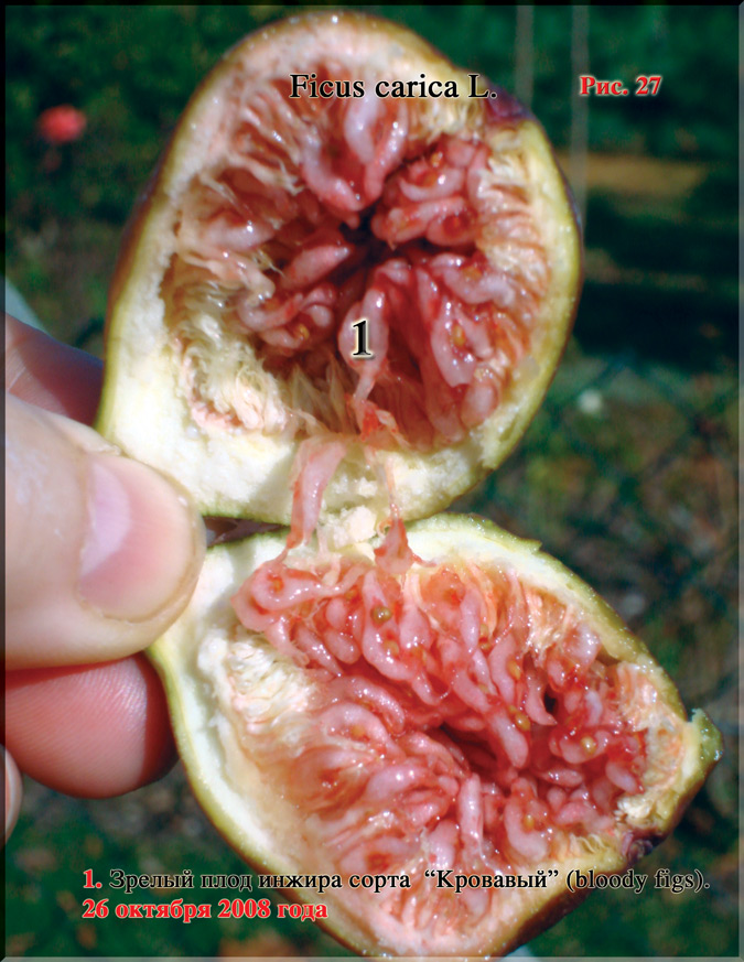 Кровавый Инжир – Bloody figs