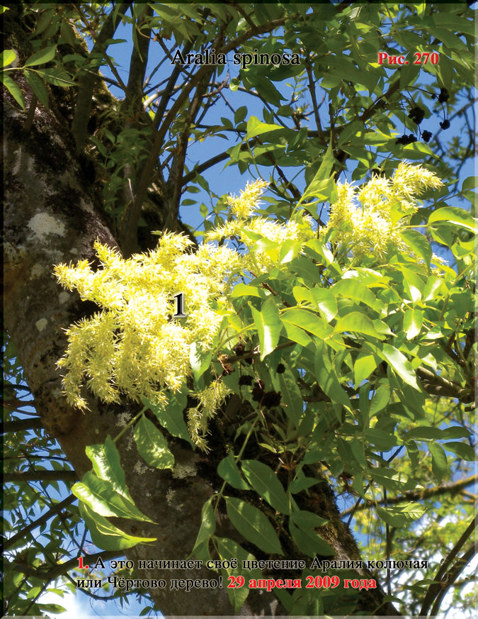 Чёртово дерево – Aralia spinosa