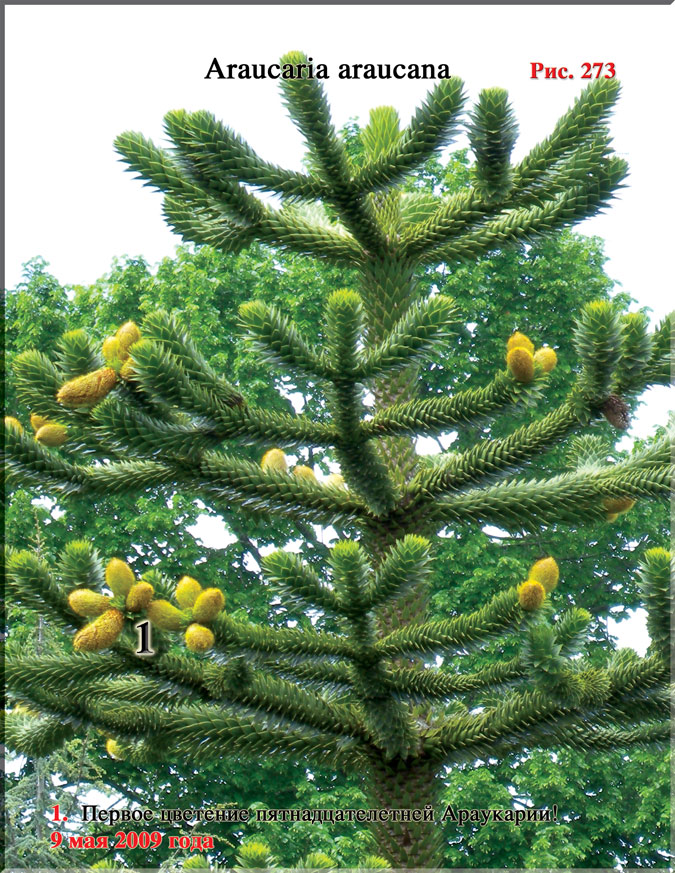 Обезьянье дерево – Araucaria araucana