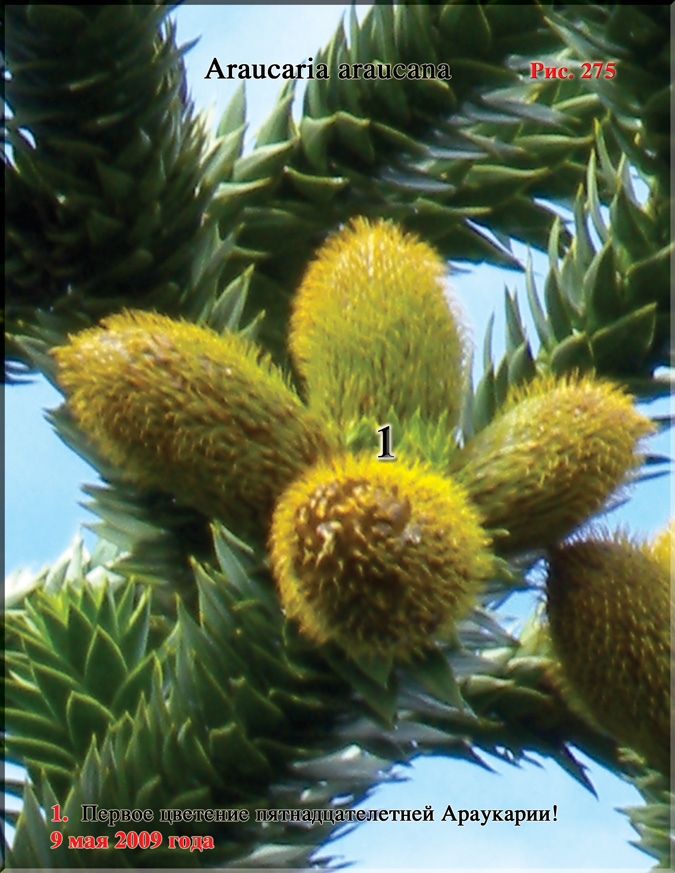 Обезьянье дерево – Araucaria araucana