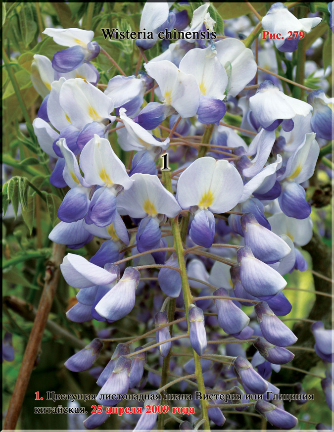 Вистерия китайская – Wisteria chinensis