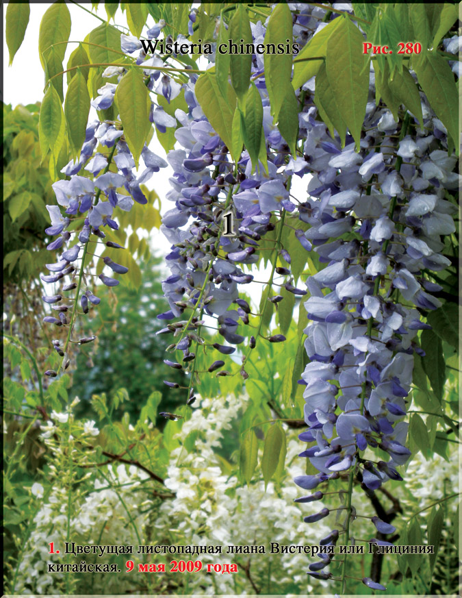 Вистерия китайская – Wisteria chinensis