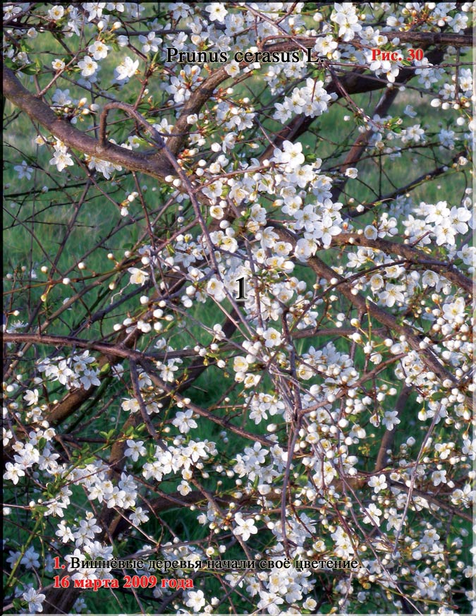 Вишня обыкновенная – Prunus cerasus L.