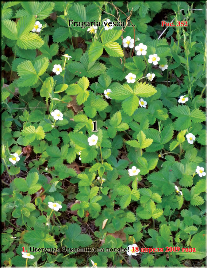 Земляника лесная – Fragaria vesca L.