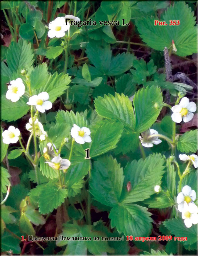 Земляника лесная – Fragaria vesca L.