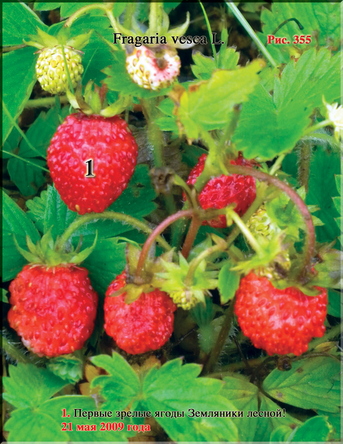 Земляника лесная – Fragaria vesca L.