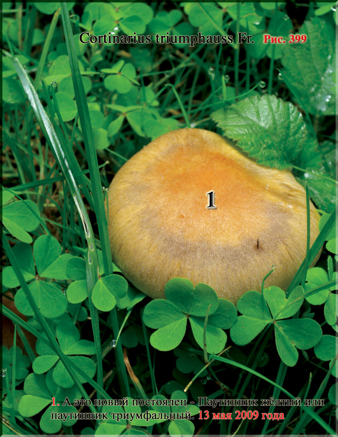Паутинник триумфальный – Cortinarius triumpauss Fr.