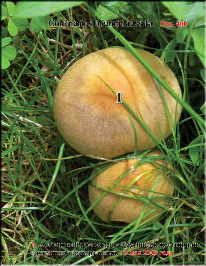 Паутинник триумфальный – Cortinarius triumpauss Fr.