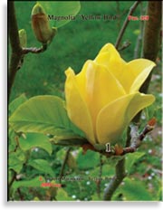 Магнолия «Yellow Bird»