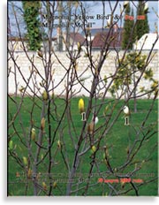 Магнолия «Yellow Bird»