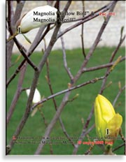 Магнолия «Yellow Bird»