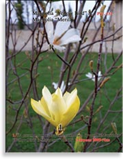 Магнолия «Yellow Bird»