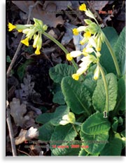Первоцвет весенний – Primula veris L.