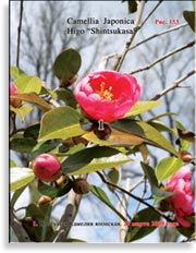 Камелия японская «Shintsukasa»